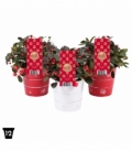 Gaultheria
