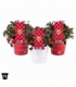 Gaultheria