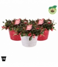 Gaultheria