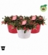 Gaultheria