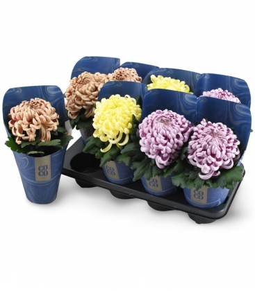 Chrysanthemum