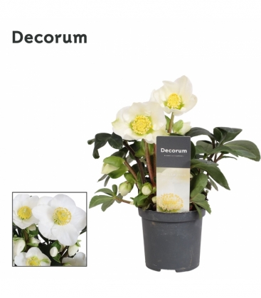 Helleborus
