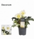 Helleborus