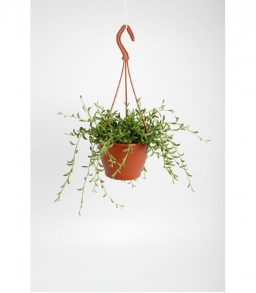 Senecio