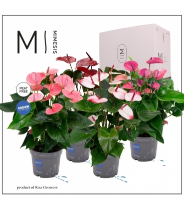 Anthurium
