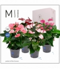 Anthurium