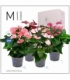 Anthurium