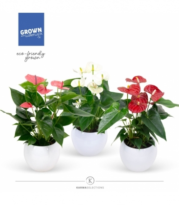 Anthurium