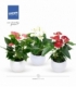 Anthurium