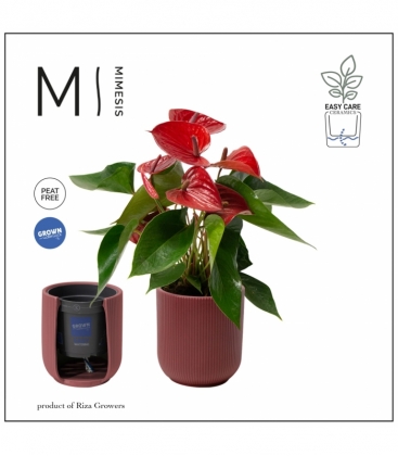 Anthurium