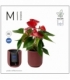 Anthurium