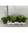 Selaginella