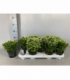 Selaginella