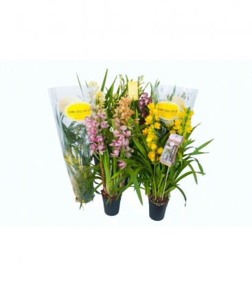 Cymbidium