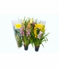 Cymbidium