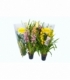 Cymbidium