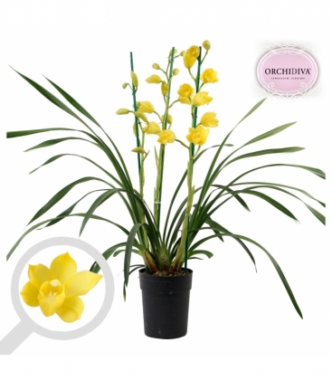 Cymbidium