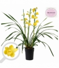 Cymbidium