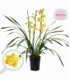 Cymbidium