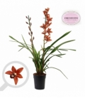 Cymbidium