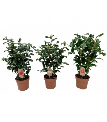 Camellia