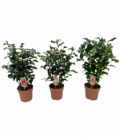 Camellia