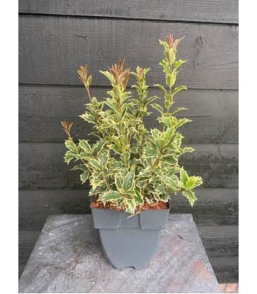 Osmanthus