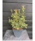 Osmanthus