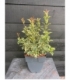 Osmanthus