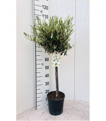 Olea