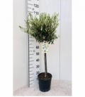 Olea