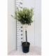 Olea