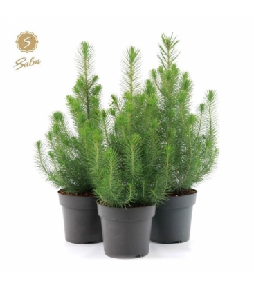 Pinus