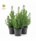 Pinus