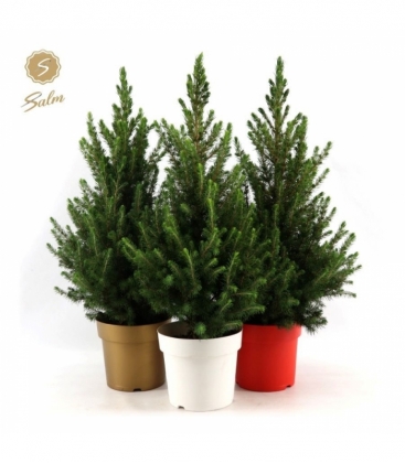 Picea