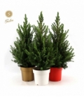 Picea