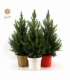 Picea