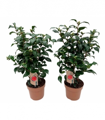 Camellia