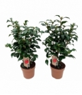 Camellia