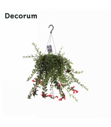 Aeschynanthus