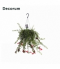 Aeschynanthus