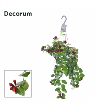 Aeschynanthus