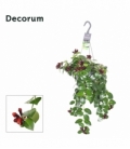 Aeschynanthus