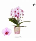 Phalaenopsis