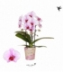Phalaenopsis