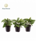 Calathea