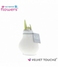 Amaryllis