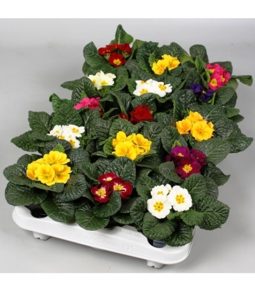 Primula
