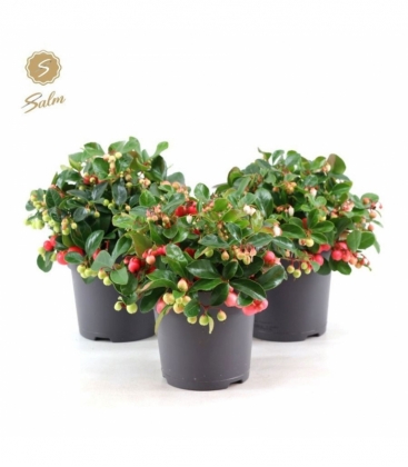 Gaultheria