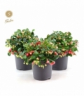 Gaultheria